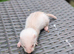 Ferret kits for sale