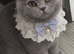 GCCF Registered Blue British Shorthair Boy