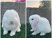 Pure breed mini lop