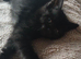 1 male bsh x bengal available ,mum is full lilac bsh