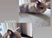 Gorgeous lop eared bunnies