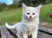 Friendly farm kittens