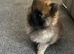 Tiny Pom boy