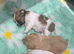 Shih tzu / Jack russell male