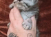 Kittens 2 girl chinchilla Persian