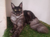 Maine coon females