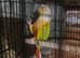 Lovely hen conure