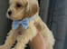 Cockapoo puppies for sale