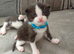 Kittens READY NOW Neath