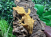 Yellow Adult Male Crested Gecko at Birmingham Reptiles