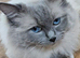 Ragdoll kittens