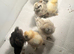 Silkies chicks