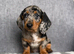 Miniature dachshund puppies