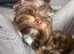Chocolate male Yorkshire terrier