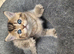 Scottish fold