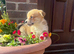 KC Corgi Pups ** Last girl remaining**
