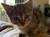Small Fluffy Female Kitten Tabby