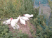 5 hens and a cockerel
