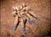 Tarantulas for Sale