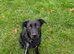 Wonderful energetic family dog