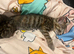Last Tabby Kitten Available