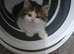 4 beutifull kittens