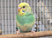 Violet/ pied baby budgies