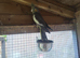 12wk old tiels