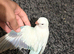 12 weeks old hand reared babe blue mutation Quaker