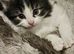 Turkish angora cross kittens