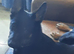 German shepherd's puppy male