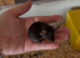 Baby male fancy mice for sale