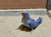 Baby ringneck