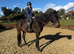 16.3 gelding 6yr old