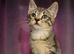 Kittens for sale