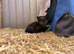 Domestic short hair kittens