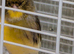 Canaries