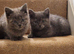 Pure Russian Blue kittens for sale