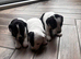 Jack Russell Puppies for Sale Swansea