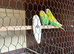 Lovely budgies pair