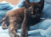 GIRLS KITTENS