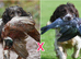 Springer Spaniel puppies for sale