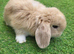 Beautiful Mini lop looking good a home