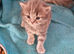 Beautiful British short haired cross kittens for sale