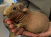 Skinny guinea pigs