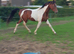 Pintabian stallion for sale