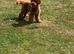 Toy poodle stud