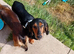 Long haired kc registerd red dashound boy
