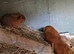 Male and female Guinea pigs,  ip3
