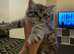 male British shorthair